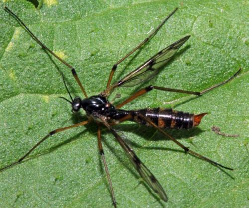 Ptychoptera contaminata